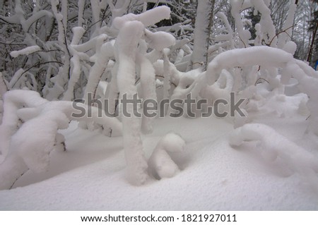 Frosty winter day in the snow-covered forest and trees with low bent branches on the top of the mountain. Snowy landscape in the Tatra Mountains at Harenda ski resort in Zakopane, Poland.