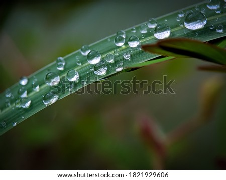 The beautiful dew on the leaf. Selective focus or defocused.