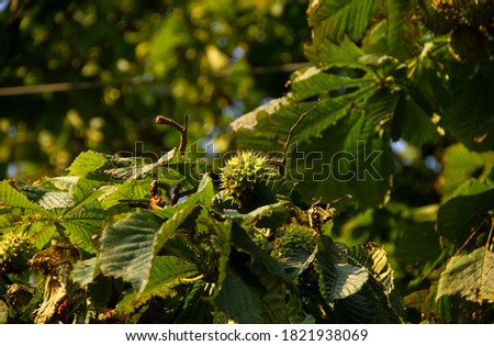 Horse Chestnuts in autumn. detail of ripe chestnuts