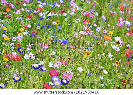 Colorful flower meadow in the primary color green with different wild flowers. Royalty-Free Stock Photo #1821939416