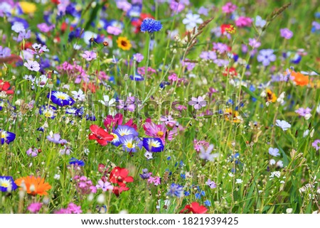 Colorful flower meadow in the primary color green with different wild flowers. Royalty-Free Stock Photo #1821939425