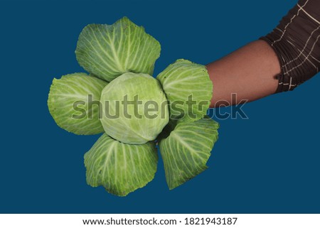 green color cabbage with background picture