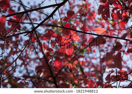 Red leaves and twigs in garden of tomsk city 