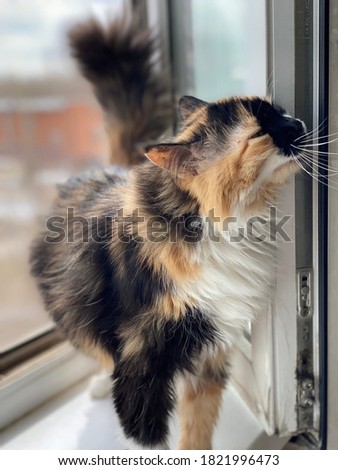 Domestic cat standing on the windowsill, vertical
