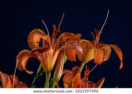 bouquet of red lilies on a black background2