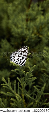 Natural Photography  Butterfly  Good Photography Trending Photography