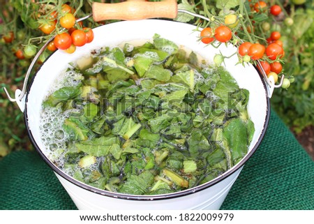 liquid manure from comfrey in front of a tomato plant Royalty-Free Stock Photo #1822009979