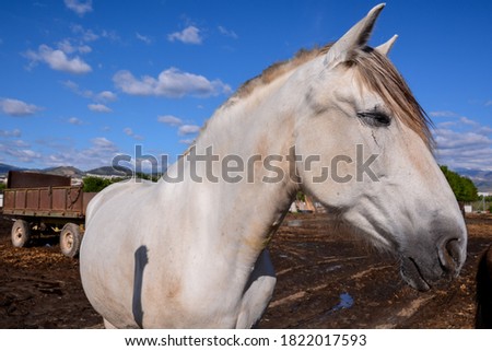 Photo picture of beautiful Horse on a farm