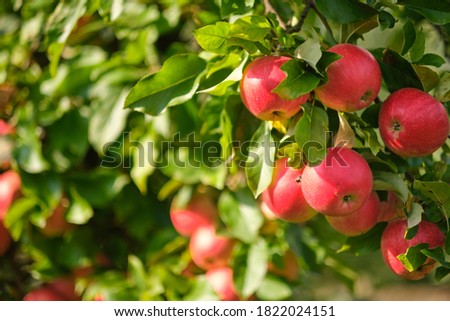 picture of a Ripe Apples in Orchard ready for harvesting