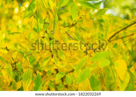 
Autumn yellow leaves on a blurred natural background.