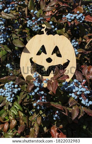 Preparing for Halloween. Smiling wooden pumpkin hiding among blue mahonia berries.