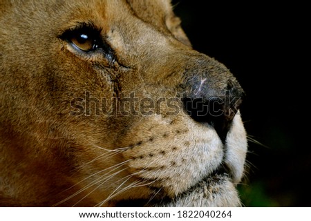 Portrait of lions in Africa