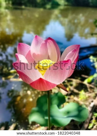 Beauty​ful​ Lotus​ in​ the​ pond.