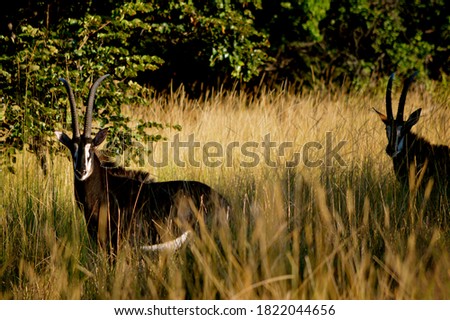 Antelope on the african savannah