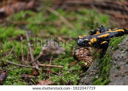 spotted salamander during a walk in the rainforest.