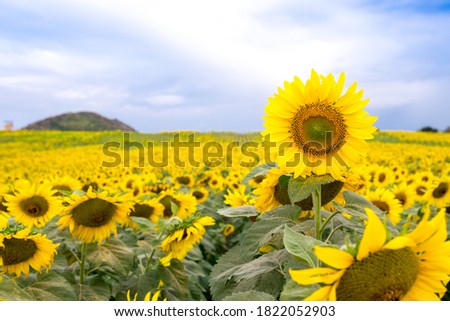 Close-up of a beautiful sunflower in filed of blooming sunflowers with a mountain on blue sky background. textured background , natural background. 