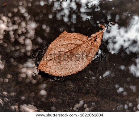 Autumn leaf in a puddle of rain