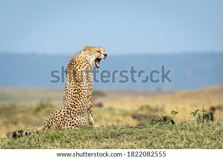 Horizontal portrait of a cheetah sitting on grass and yawning with blue sky in the background in Masai Mara in Kenya