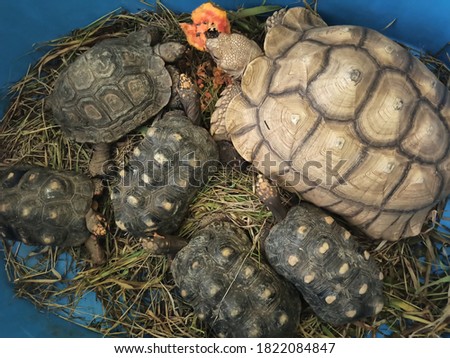 a family of turtles eating with their children