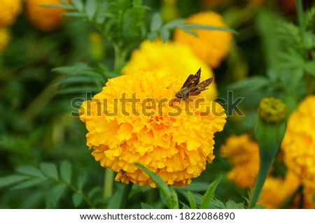 A small butterfly pollinating a yellow African Marigold