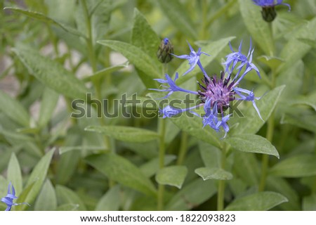 Closeup Centaurea montana known as perennial cornflower with blurred background on meadow
