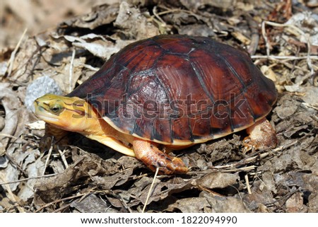 McCord's box turtle (Cuora mccordi)