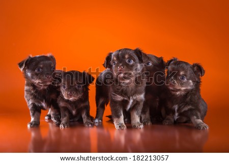 Chihuahua puppy on a colored background
