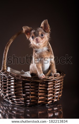 dog chihuahua adult