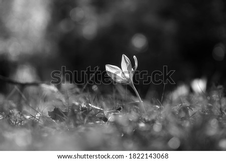 In the black and white picture, the sunlight shines through the blossom of an autumn crocus, on a meadow in autumn.
