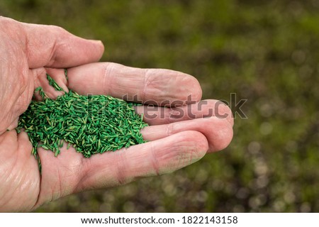 Senior male caucasian hand holding green coated grass seeds for repairing lawn with new drought resistant blend Royalty-Free Stock Photo #1822143158