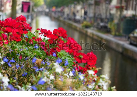 Red Geranium Flowers And Typical Old Dutch Houses On Canal Of Historical Amsterdam City Of The Netherlands. Beautiful Floral Background Of Summer Time In Europe. 