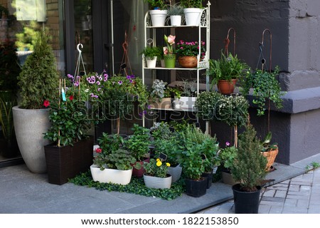 Green Plants in pots placed on table in street flower shop. Shop for houseplants and potted flowers. Street cozy decoration of flowershop. Different potted plants, seedlings near florist shop entrance