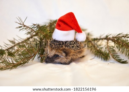 Santa claus hedgehog. Animal in a cap. New Year and Christmas with a hedgehog in the trees. Pine branches. High quality photo