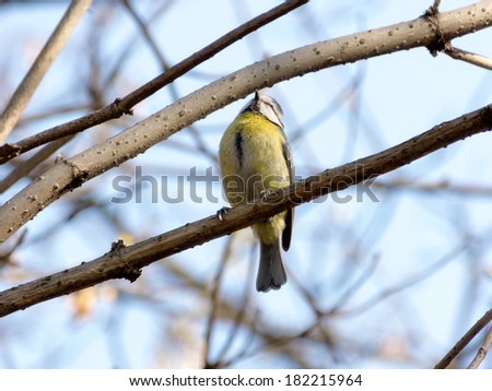 Chaffinch (Parus major) sitting on a branch with blue sky in the background 