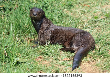 Spotted-necked otter (Hydrictis maculicollis); Uganda