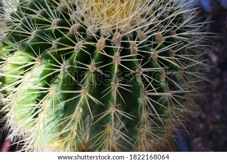 Large green cactus with yellow spines
