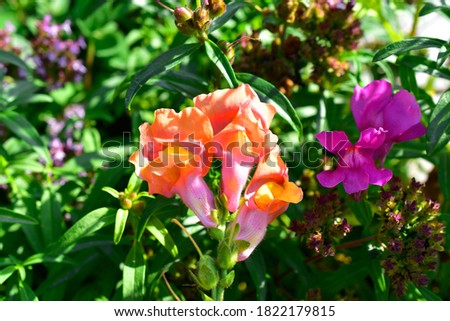 Yellow red Snapdragon flowers in green in summer