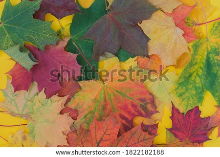 bright multicolored autumn maple leaves lie close-up. horizontal photo. Idea - use as background for design.