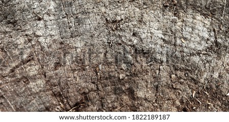Old cracked wooden texture. Surface of scratched old stump. Wooden background