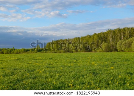 field of spring flowers and perfect sky Royalty-Free Stock Photo #1822195943