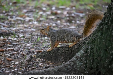 Red Ground Squirrel on Tree Trunk