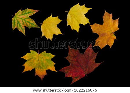 Bright, colored autumn maple leaves on a black background. Horizontal photo, top view