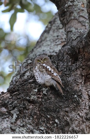 Pearl Spotted owl on tree trunk