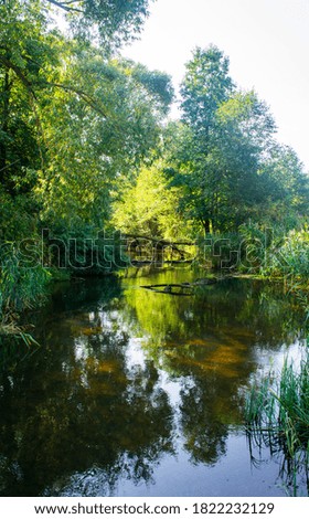 Nice view of the forest small European river