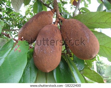 Cupuaçu (Theobroma grandiflorum), also spelled Cupuassu, Cupuazú, and Copoasu, is a tropical rainforest tree related to cacao. Royalty-Free Stock Photo #18222400