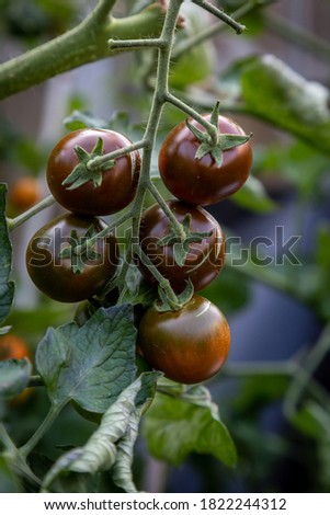 Dark Tiger tomatoes growing on a vine, with a shallow depth of field