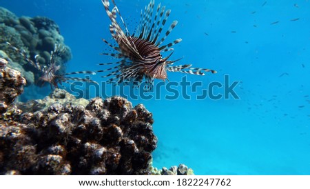 Lionfish. Fish - a type of bone fish Osteichthyes. Scorpaenidae. Lionfish warrior.

