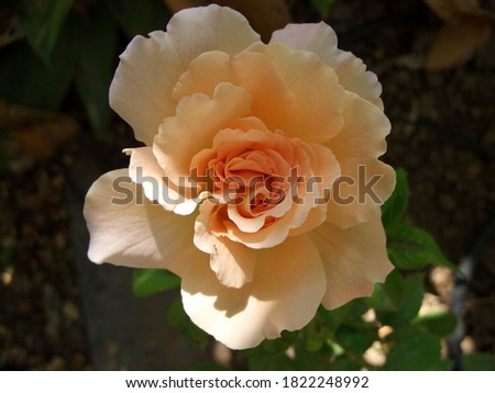 Beautiful late afternoon orange rose