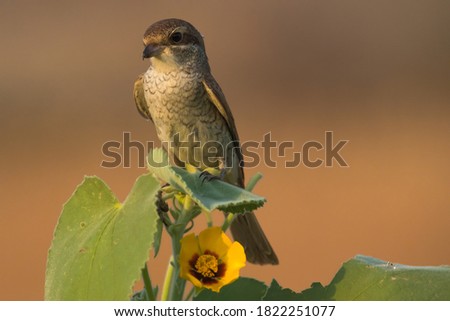 Arabian Shrike close-up pictures from Saudi