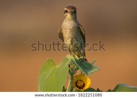 Arabian Shrike close-up pictures from Saudi